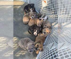 American Bully Puppy for sale in HOLIDAY, FL, USA