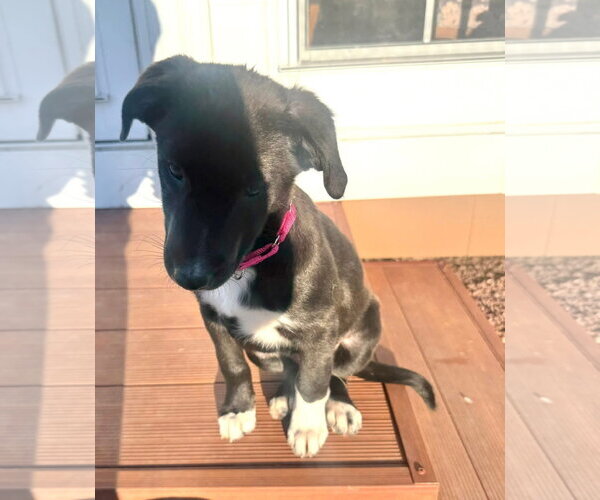 Medium Photo #2 Shepradors Puppy For Sale in New London, WI, USA