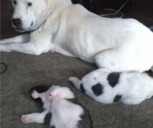 Akita-American Pit Bull Terrier Mix Puppy for sale in RALEIGH, NC, USA