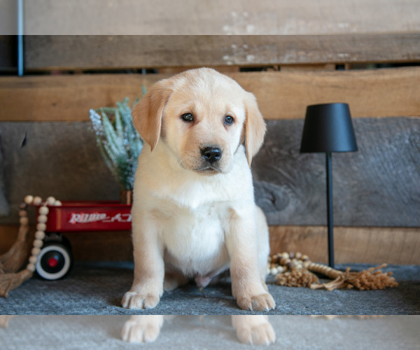 Medium Photo #2 Golden Labrador Puppy For Sale in GOSHEN, IN, USA