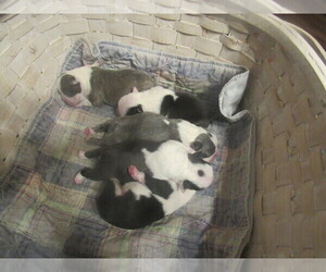 Boston Terrier Puppy for sale in BLACK HORSE, OH, USA