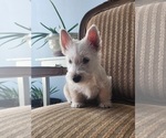 Small Photo #3 Scottish Terrier Puppy For Sale in EVA, AL, USA