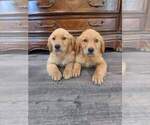 Small #10 Golden Retriever