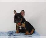 Small #2 French Bulldog