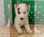 Small #3 Siberian Husky