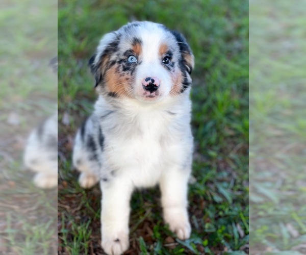 Medium Photo #7 Australian Shepherd Puppy For Sale in WESLEY CHAPEL, FL, USA