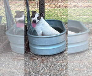 Barney - Male Mutt Dog for Adoption - Photo #4