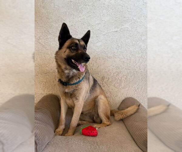 Medium Photo #1 German Shepherd Dog Puppy For Sale in San Bernardino, CA, USA