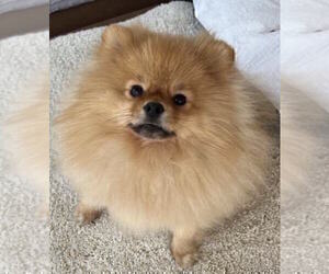 Pomeranian Puppy for sale in RESEDA, CA, USA