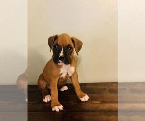 Boxer Puppy for sale in MILFORD, IN, USA