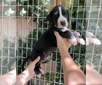 Small Photo #2 Great Dane Puppy For Sale in BEAUMONT, CA, USA