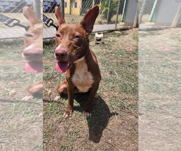 Medium Photo #3 Ibizan Hound Puppy For Sale in NYC, NY, USA