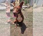 Small #2 Ibizan Hound