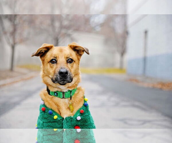 Medium Photo #15 Mutt Puppy For Sale in Sandy, UT, USA