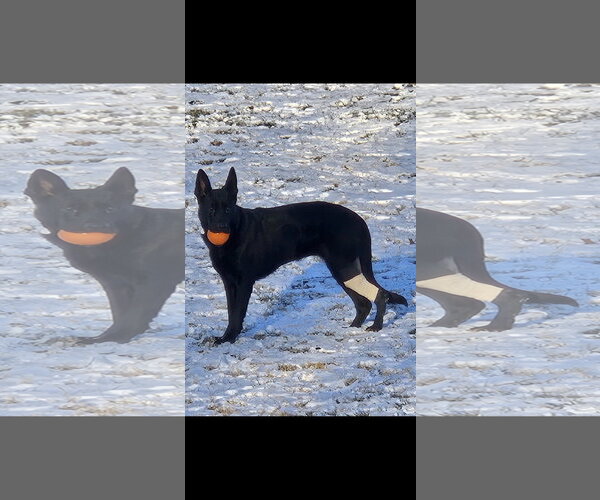 Medium Photo #7 German Shepherd Dog Puppy For Sale in Centreville, VA, USA