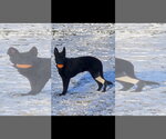 Small #6 German Shepherd Dog