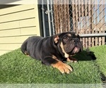 Small #4 English Bulldog