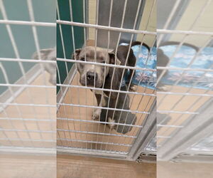 Mutt Dogs for adoption in Texas City, TX, USA