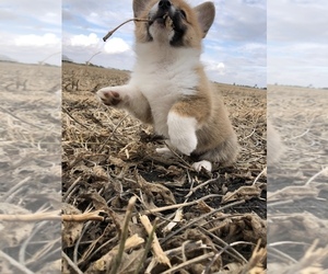 Pembroke Welsh Corgi Puppy for sale in ARTHUR, IL, USA