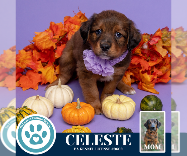 Medium Photo #1 Golden Retriever-Unknown Mix Puppy For Sale in Kimberton, PA, USA