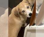 Small #9 Siberian Husky Mix