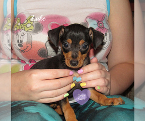 Miniature Pinscher Puppy for sale in ELKLAND, MO, USA