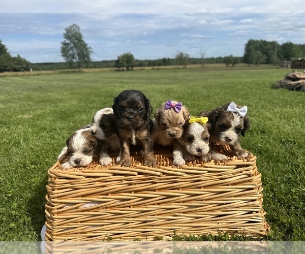 Medium Photo #1 Cocker Spaniel Puppy For Sale in ATHENS, WI, USA