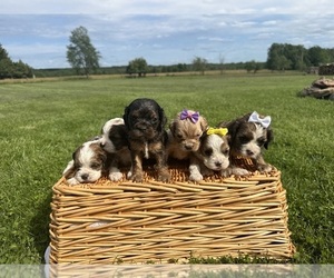 Cocker Spaniel Litter for sale in ATHENS, WI, USA