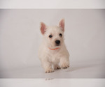 Small Photo #1 West Highland White Terrier Puppy For Sale in PLEASANTON, KS, USA