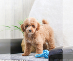 Small #13 Poodle (Toy)