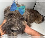 A663657 - Male Miniature Schnauzer-Unknown Mix Dog for Adoption - Small photo