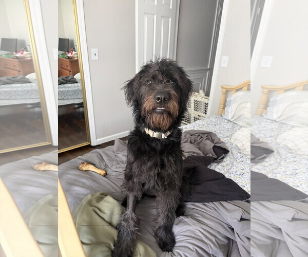 Medium Photo #2 Labradoodle Puppy For Sale in Rockaway, NJ, USA