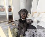 Small #1 Labradoodle