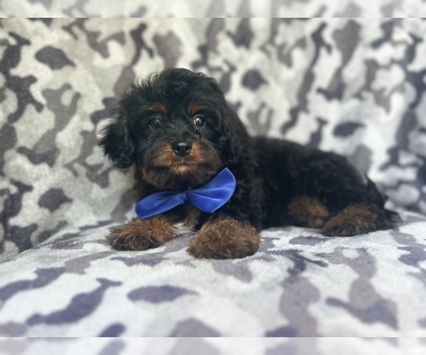 Medium Photo #3 Cavapoo Puppy For Sale in LAKELAND, FL, USA