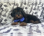Small #2 Cavapoo