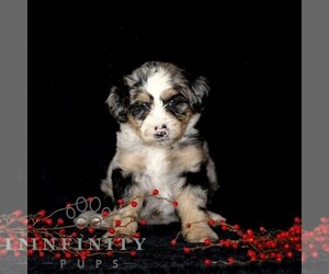 Bernedoodle (Miniature) Puppy for sale in GORDONVILLE, PA, USA