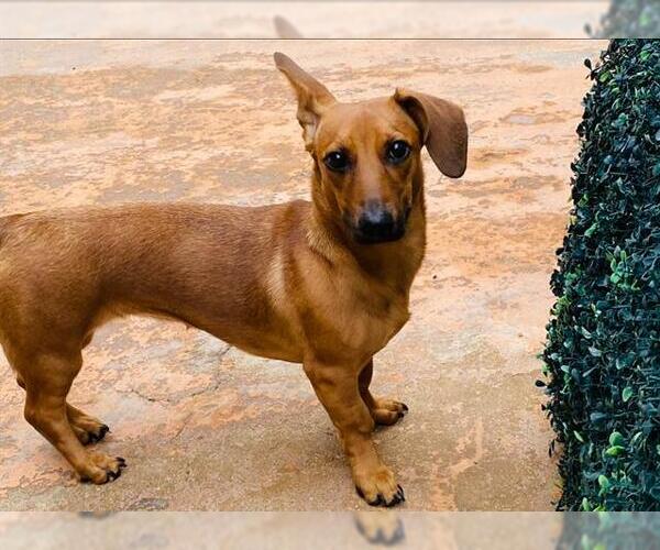 Medium Photo #1 Dachshund-Unknown Mix Puppy For Sale in San Antonio, TX, USA