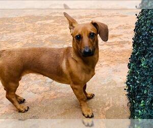 Dachshund-Unknown Mix Dogs for adoption in San Antonio, TX, USA