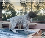 Small Photo #17 German Shorthaired Pointer Puppy For Sale in WOODLAND PARK, CO, USA