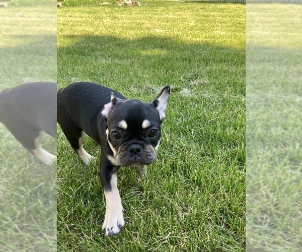 Medium Photo #1 French Bulldog Puppy For Sale in OSWEGO, IL, USA