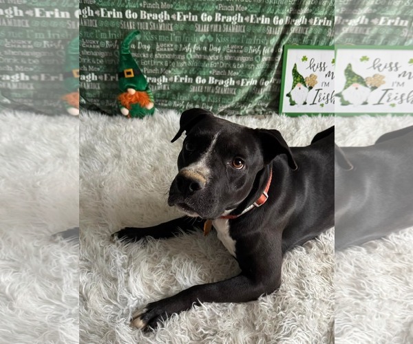 Medium Photo #3 American Pit Bull Terrier-Unknown Mix Puppy For Sale in Germantown, OH, USA