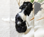 Small Photo #18 Cavalier King Charles Spaniel Puppy For Sale in HIGHLAND, UT, USA