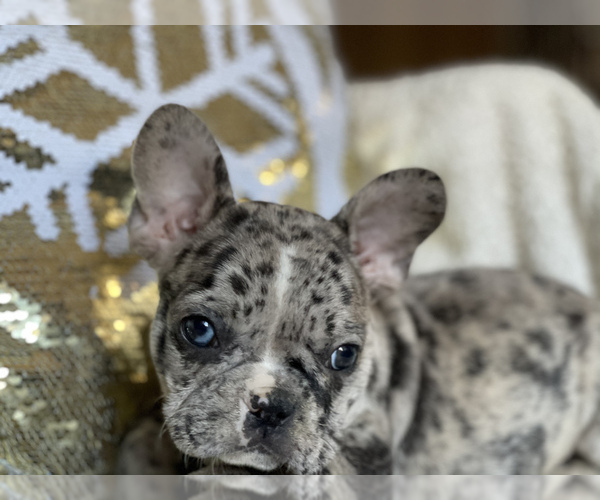 Medium Photo #11 French Bulldog Puppy For Sale in HAMDEN, CT, USA