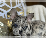 Small Photo #11 French Bulldog Puppy For Sale in HAMDEN, CT, USA