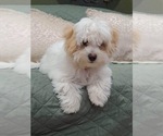 Small Photo #1 Lhatese Puppy For Sale in POMONA, CA, USA
