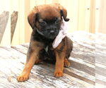 Small Australian Shepherd Mix