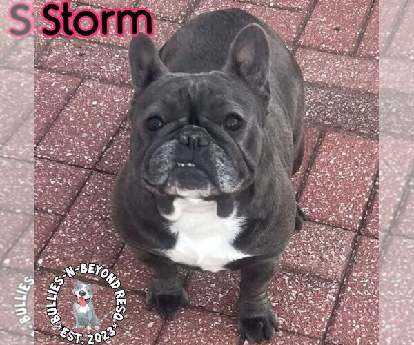 Medium Photo #2 French Bulldog Puppy For Sale in Omaha, NE, USA