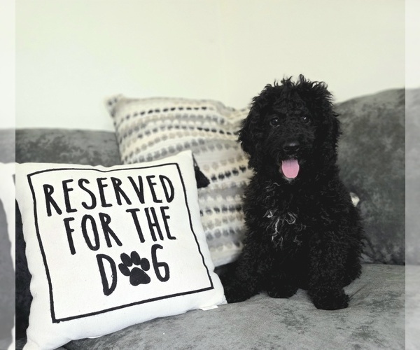 Medium Photo #1 Goldendoodle (Miniature) Puppy For Sale in KEENE, NH, USA