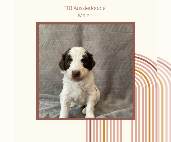 Medium Photo #2 Aussiedoodle Puppy For Sale in CUNNINGHAM, KY, USA