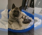Small #9 Akita